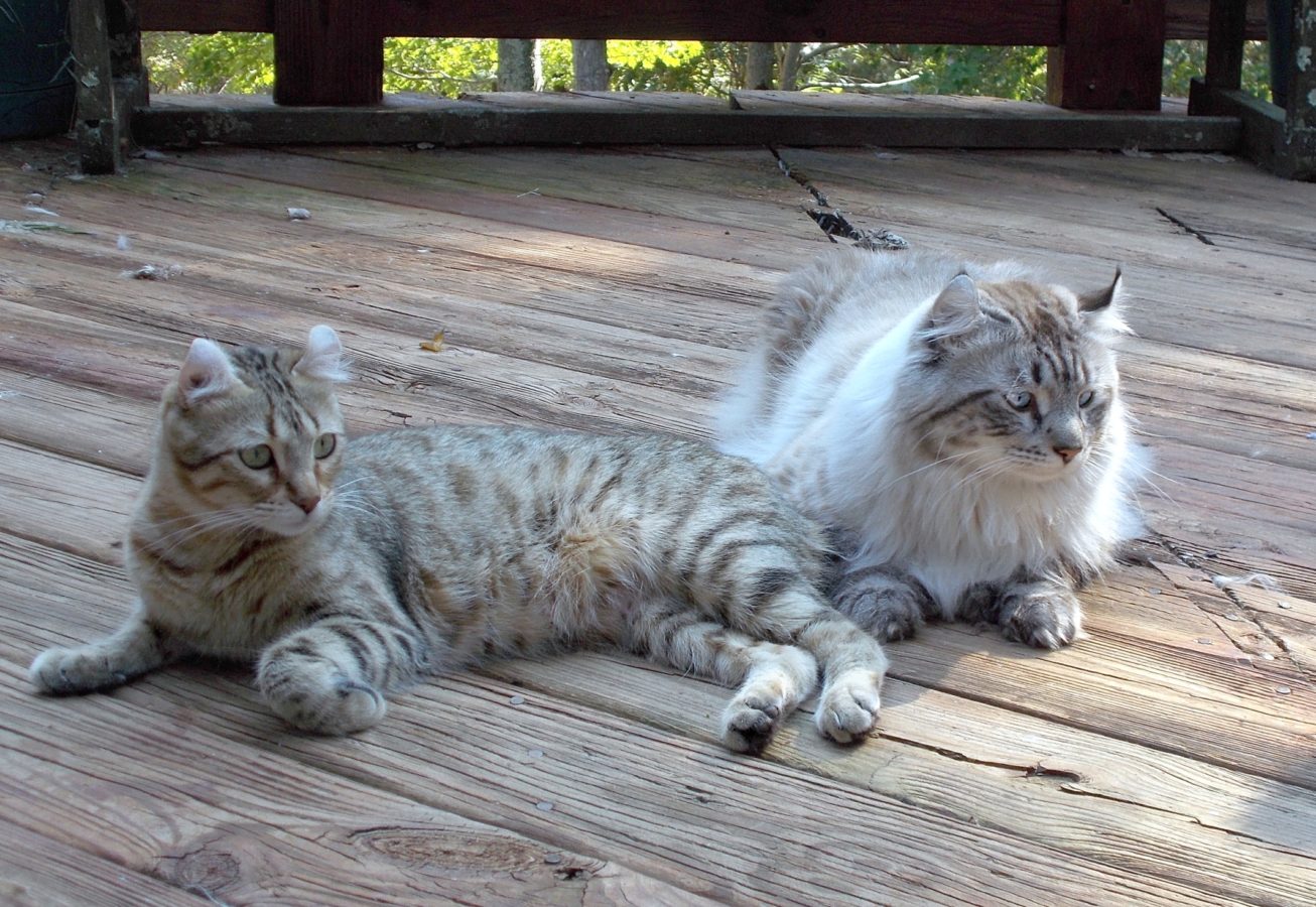 highland lynx kittens adopt alabama