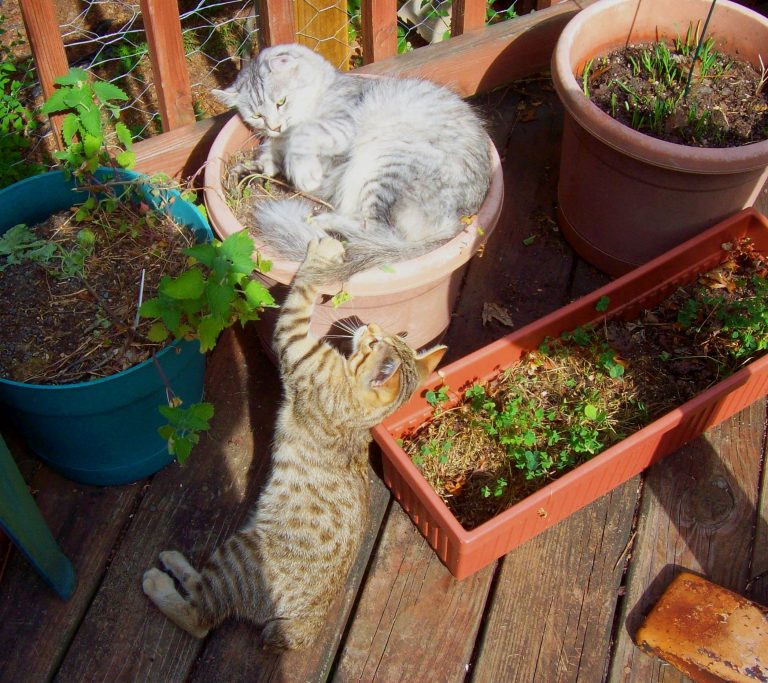 Why Grow Cat Grass – Shepherd's Lair Lynx